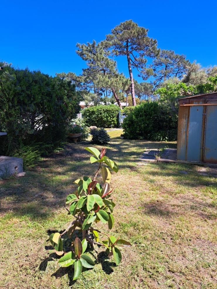 Mini Villa Jardin 50 M Plage Borgo  Eksteriør billede